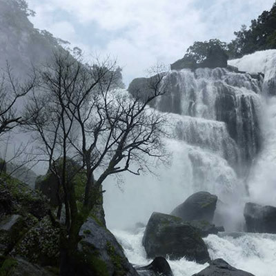 Nature View Homestay and Cottages